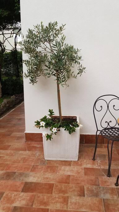 Giardino Mediterraneo Lacco Ameno  Exteriör bild