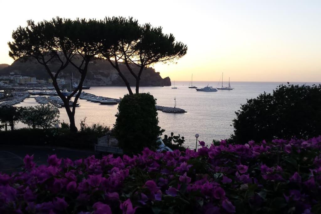 Giardino Mediterraneo Lacco Ameno  Exteriör bild