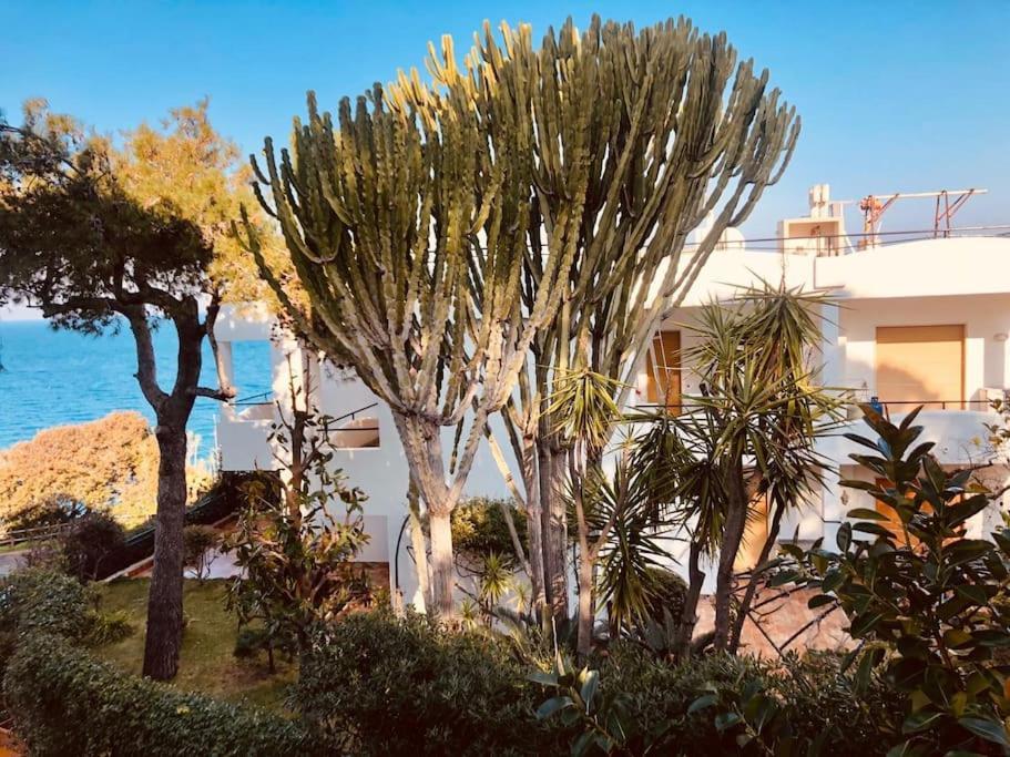 Giardino Mediterraneo Lacco Ameno  Exteriör bild