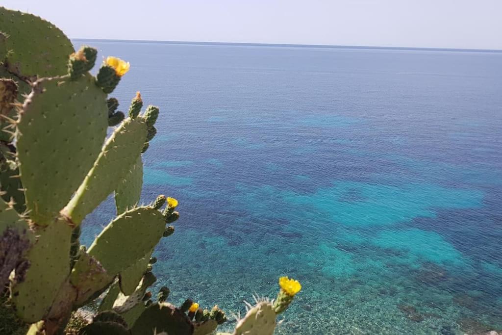 Giardino Mediterraneo Lacco Ameno  Exteriör bild